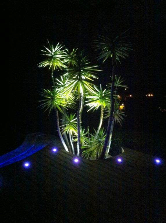 Eclairage d'un palmier